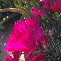 マツバギクの画像