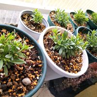 カリブラコア,スーパーベル,スーパーベル ダブルピンクリップル,ＰＷスーパーベル ダブルピンクリップルの画像