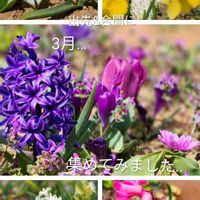 アネモネ,クロッカス,スイセン,チューリップ,ヒヤシンスの画像