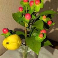 ヒペリカムの画像