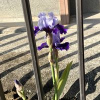 ジャーマンアイリス,玄関アプローチの画像