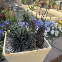 十二の爪,十二の巻,十二の塔,B型,GSミニモニ。の画像