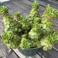  レディジア, レディジア, レディジア, レディジア,オリンピックの画像