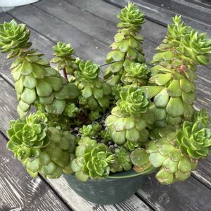  レディジア, レディジア, レディジア, レディジア,オリンピックの画像