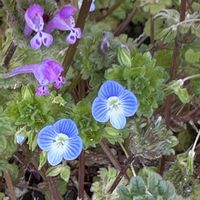 ハナニラ,オオイヌノフグリ,ホトケノザ,タネツケバナ？,お散歩の画像