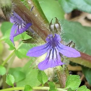 キランソウ,キランソウ,無農薬,菌ちゃん農法,家庭菜園の画像