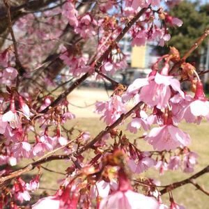 オカメザクラの画像