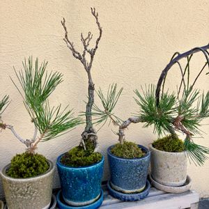 ウメ,サクラ,フジ,マツ,マツの画像