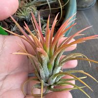 チランジア,イオナンタ,エアプランツの画像