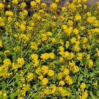 ヒメリュウキンカ,ミツマタ,ユキヤナギ,菜の花,善福寺公園の画像