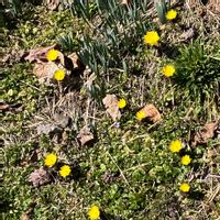 シレネ,福寿草,キングフィッシャー デージー,頑張れ自分,種蒔きっ子の画像