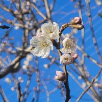 サクランボの画像