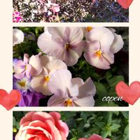 ギョリュウバイ,ビオラ・パンジー,小さな幸せ♡,ばら バラ 薔薇,木曜モフモフの画像