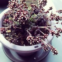 オーニソガラム,オレガノ,葉牡丹,フキ,クラッスラセツローサの画像