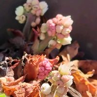 鉢植え,我が家の庭,かわいい花,春の訪れ,芽吹きの季節の画像