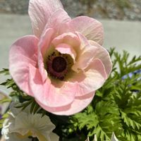 アネモネ,パンジー・ビオラ,寄せ植え,鉢植えの画像