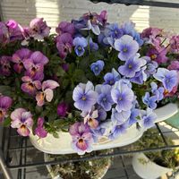 パンジー・ビオラ,寄せ植え,鉢植えの画像