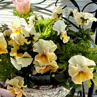 アネモネ,パンジー・ビオラ,寄せ植え,鉢植えの画像