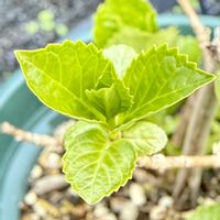 アジサイ,紫陽花,芽吹き,紫陽花 アジサイ あじさい,㊗️300picの画像