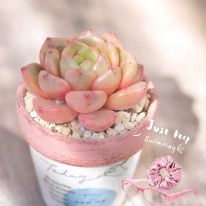 碧魚連,エケベリア 蕾,エケベリア 蕾,多肉植物,リメ鉢の画像