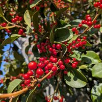 ナナカマドの画像