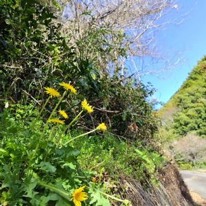 セイヨウタンポポ,雑草,山野草,野草,ビタミンカラーの画像