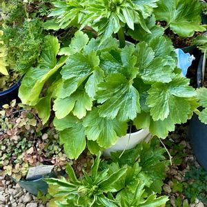 アネモネ,ラナンキュラス,放置,庭の画像