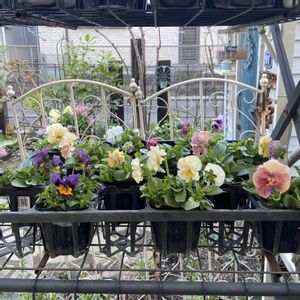 寄せ植え,ナチュラルガーデン,種まきっ子,パンビオ,小さな庭の画像