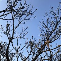 ハナミズキ,ランチ,自宅の庭,２０２０年５月同期,能登半島の復興を願いますの画像