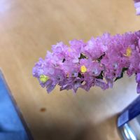 スターチスの画像