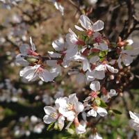ユスラウメ,山桜桃,花のある暮らし,花自慢,春はすぐそこの画像