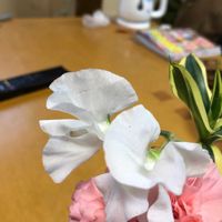 スイートピーの画像