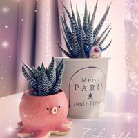 十二の巻,可愛い〜♡,季節の花,咲きました,多肉植物のある暮らしの画像