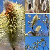 ネコヤナギ,ネコヤナギ,ネコヤナギ,ウグイスカグラ,キブシの画像