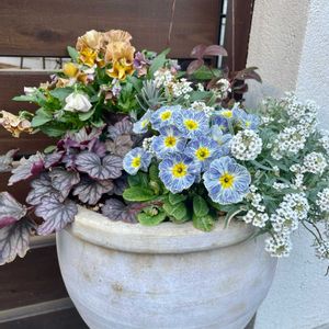 クローバー,クローバー,プリムラ,プリムラ,ビオラの画像