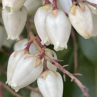 馬酔木(アセビ）,アセビ (ピンク),お出かけの画像