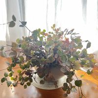 ハツユキカズラ,出窓の画像