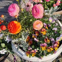 デージー,ラナンキュラス,パンジー,ビオラ,鉢植えの画像