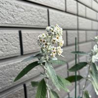 ユキヤナギ,斑入り,ブッドレア シルバーアニバーサリー,玄関アプローチの画像