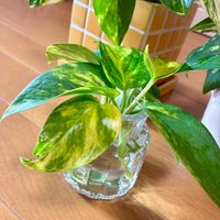 ポトス,観葉植物,水栽培,水挿し,リビング・ダイニングの画像