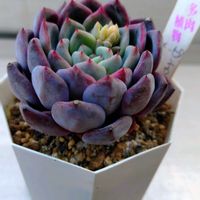 紅葉,エケベリア,ラウイ×ピンウィール,ピンウィール×ラウイ,多肉植物の画像