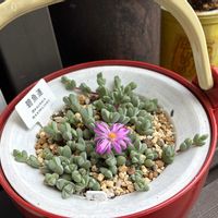 多肉植物,成長,多肉女子,フォロワーさん(*´∀｀)ﾉ ありがとぅ♪,いいね(*´∀｀)ﾉ ありがとぅ♪の画像