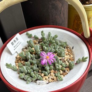 多肉植物,成長,多肉女子,フォロワーさん(*´∀｀)ﾉ ありがとぅ♪,いいね(*´∀｀)ﾉ ありがとぅ♪の画像