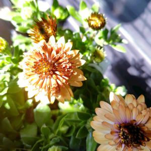 オステオスペルマム,ダブルオステオスペルマム,お散歩ちゃん,ナチュラルガーデン,手作りの庭の画像