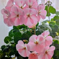 ゼラニウム,ピンクの花,今日も笑顔で♡,かわちい,Happiness♡♡の画像