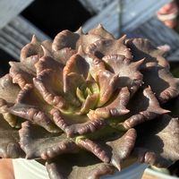 ブラックマディバ,多肉植物,多肉大好き,リベンジ,戦利品の画像