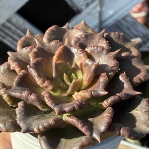 ブラックマディバ,多肉植物,多肉大好き,リベンジ,戦利品の画像