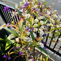 ハーデンベルギアの画像