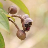 ノボタン,野牡丹の果実の画像