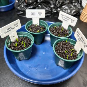 アガベ,観葉植物,実生,多肉のある暮らし,アクアリウムバスの画像